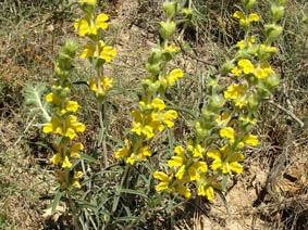 Phlomis lychnitis